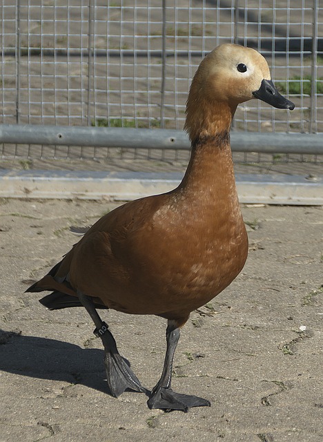 他们以防守
